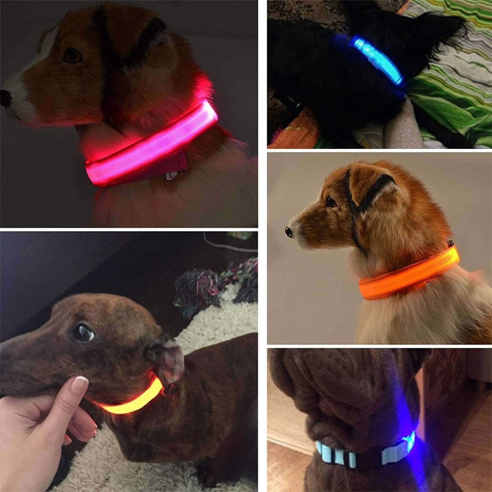 LED Dog Collar Bark Bliss Boutique