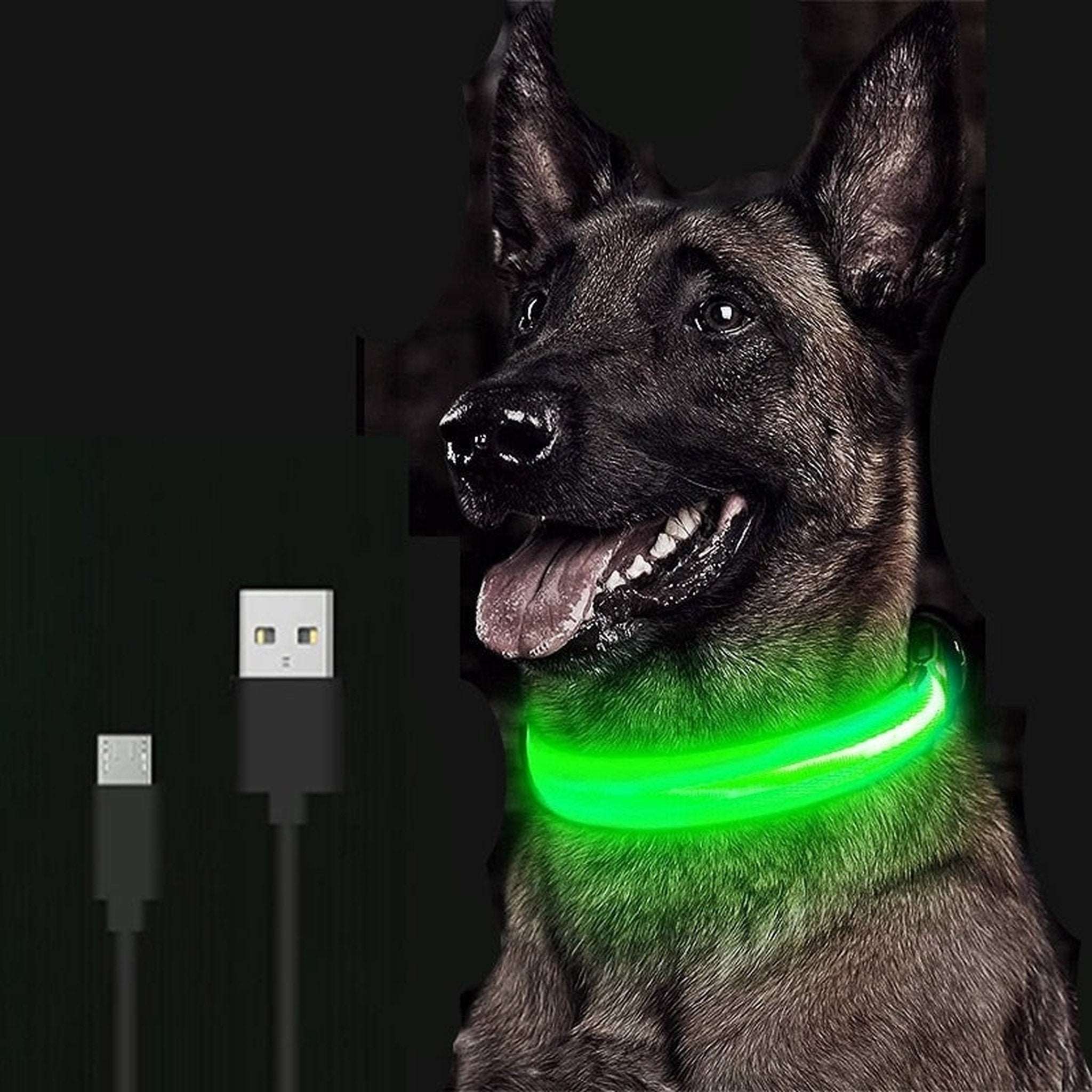 LED Dog Collar Bark Bliss Boutique